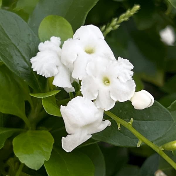 デュランタ：アルバ（白花）3.5号ポット