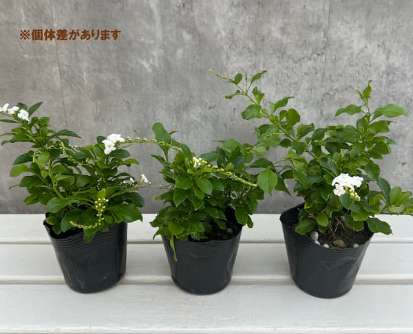 デュランタ：アルバ（白花）3.5号ポット