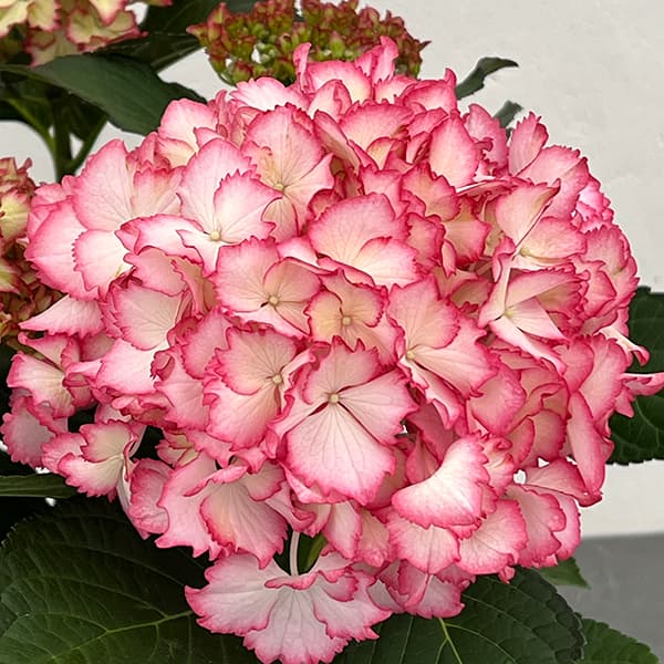 アジサイ：マジカルカラードリーム5号鉢植え