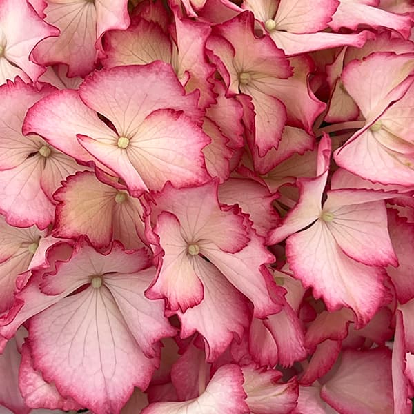 アジサイ：マジカルカラードリーム5号鉢植え