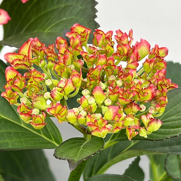 アジサイ：マジカルカラードリーム5号鉢植え