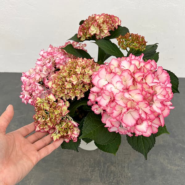 アジサイ：マジカルカラードリーム5号鉢植え