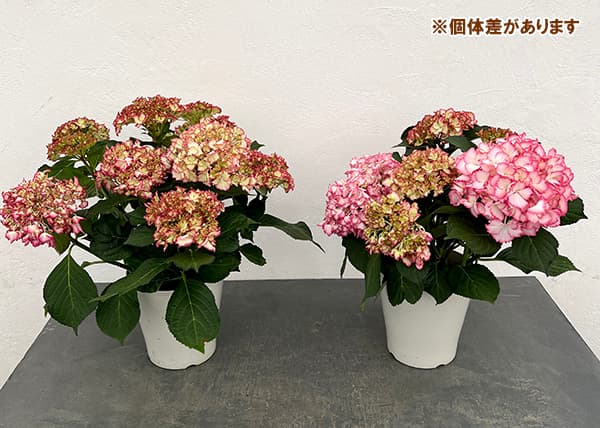 アジサイ：マジカルカラードリーム5号鉢植え
