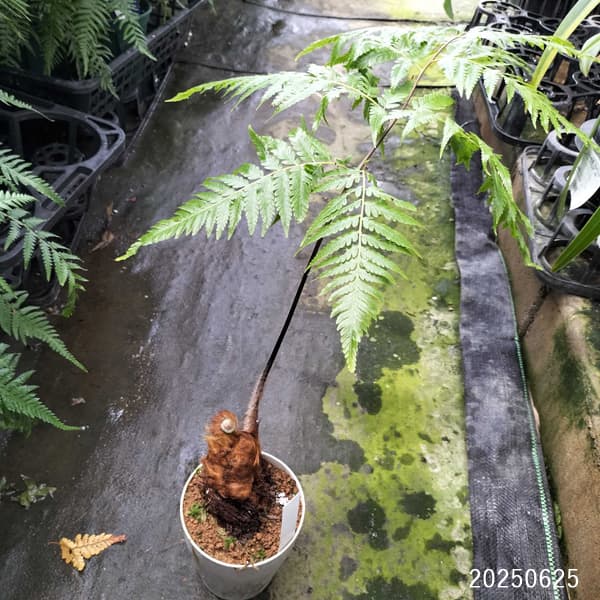タカワラビ:ゴールデンチャウチャウ(キンモウコウ) 4号鉢植え