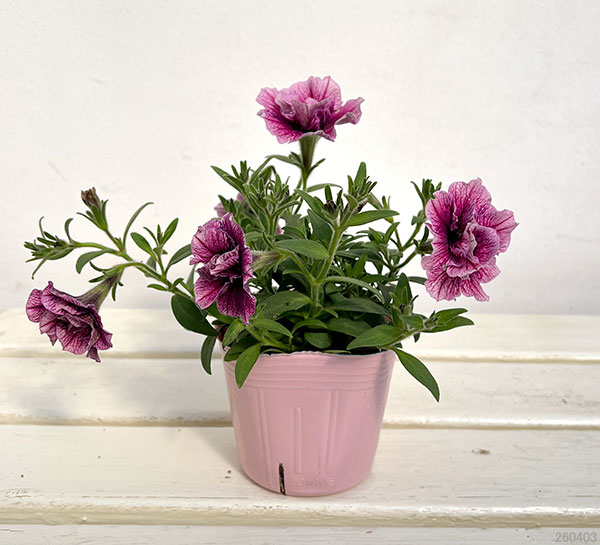 ペチュニア：マジェンヌ3.5号ポット