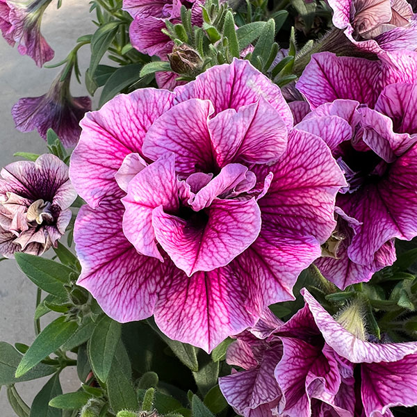 ペチュニア：マジェンヌ3.5号ポット