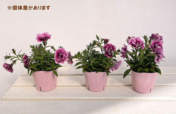 ペチュニア：マジェンヌ3.5号ポット