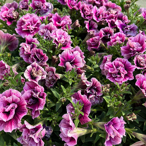 ペチュニア：マジェンヌ3.5号ポット