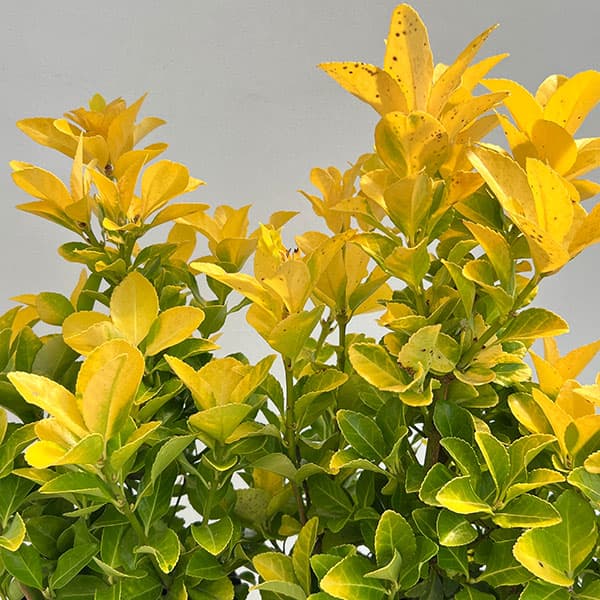 marudoraさま専用】Yellow Long Neck 挿木苗 ほか5点 marudoraさま専用