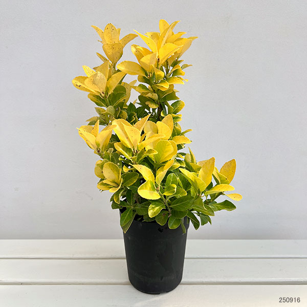 園芸ネット本店｜ヒメマサキ：エルドラド5号ポット の通販【公式】