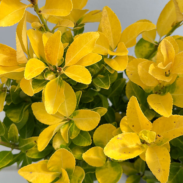 園芸ネット本店｜ヒメマサキ：エルドラド5号ポット の通販【公式】