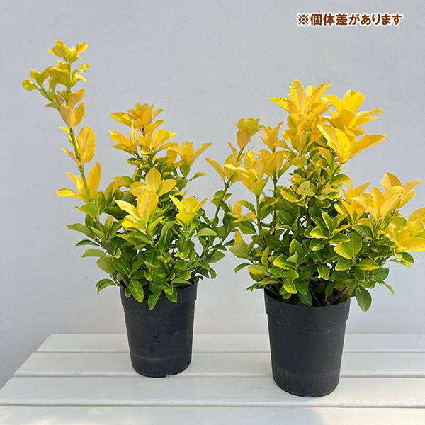 園芸ネット本店｜ヒメマサキ：エルドラド5号ポット の通販【公式】