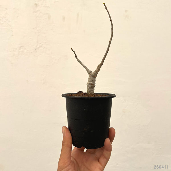 ボスウェリア:ネグレクタ 3号鉢植え*