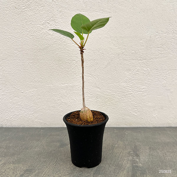 フィカス:パルメリー 2.5号鉢植え