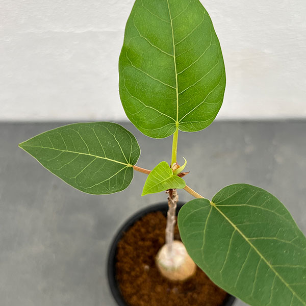 フィカス:パルメリー 2.5号鉢植え