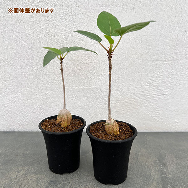 フィカス:パルメリー 2.5号鉢植え