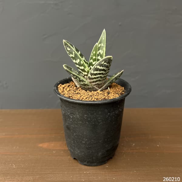 アロエ:千代田錦 3号鉢植え