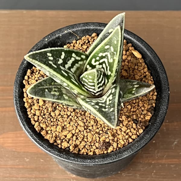 アロエ:千代田錦 3号鉢植え