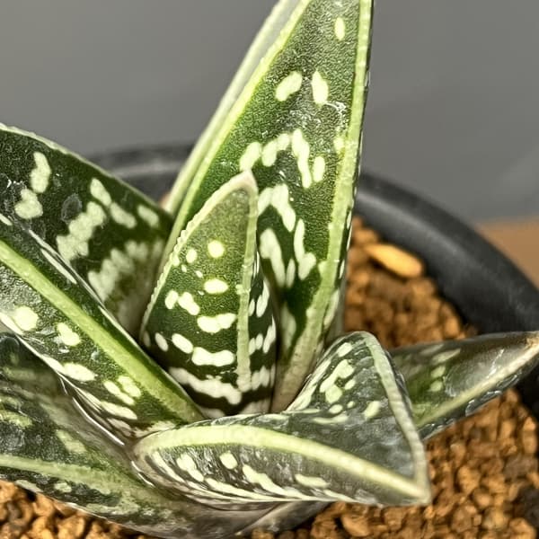 アロエ:千代田錦 3号鉢植え