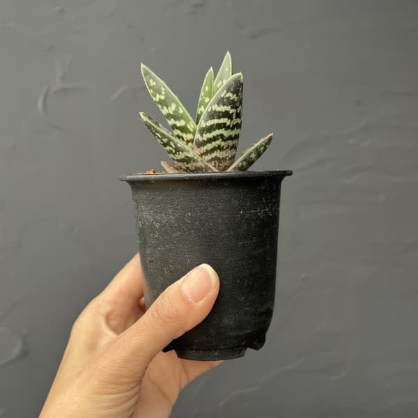 アロエ:千代田錦 3号鉢植え