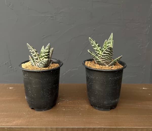 アロエ:千代田錦 3号鉢植え