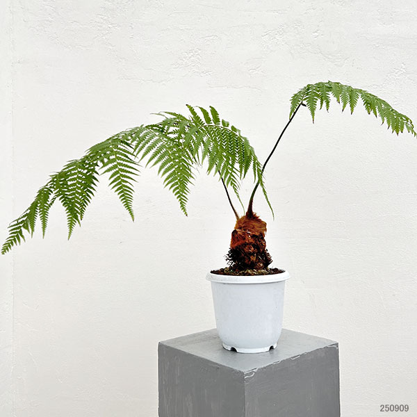 タカワラビ:ゴールデンチャウチャウ(キンモウコウ) 5号鉢植え*