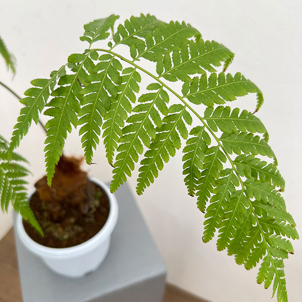 タカワラビ:ゴールデンチャウチャウ(キンモウコウ) 5号鉢植え*