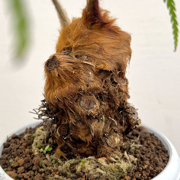 タカワラビ:ゴールデンチャウチャウ(キンモウコウ) 5号鉢植え*