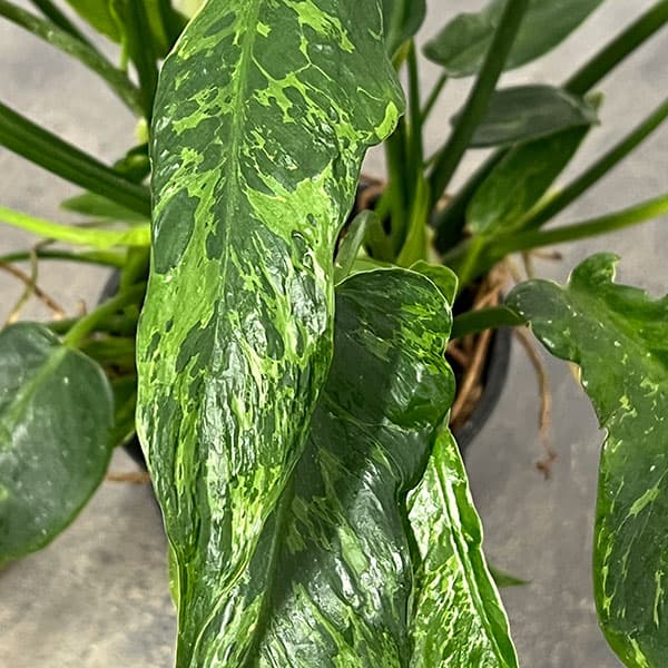 フィロデンドロン:ゴールデンドラゴン(むらかみセレクト)  3.5号ポット25-02