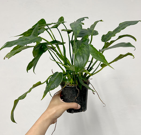 フィロデンドロン:ゴールデンドラゴン(むらかみセレクト)  3.5号ポット25-02