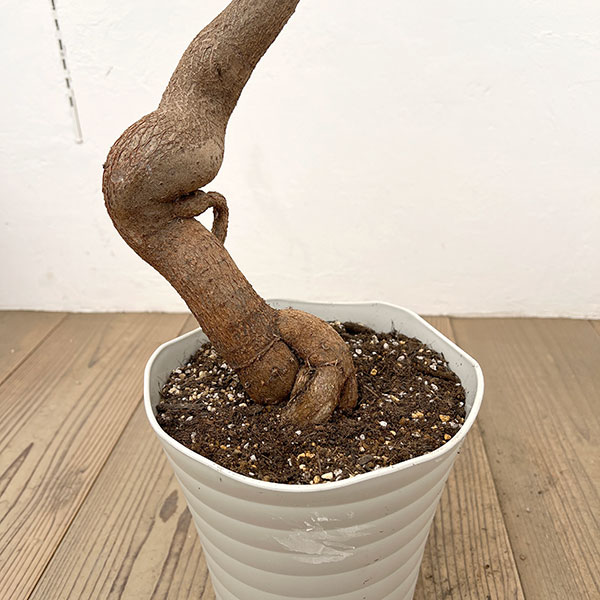 ブラキチトン（ボトルツリー）：ビドウィリー　7号鉢植え26-01