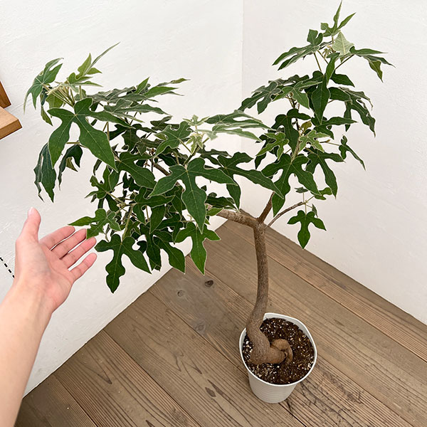 ブラキチトン（ボトルツリー）：ビドウィリー　7号鉢植え26-01