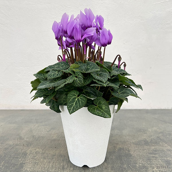 シクラメン:ドラゴン ライトブルー4号鉢植え