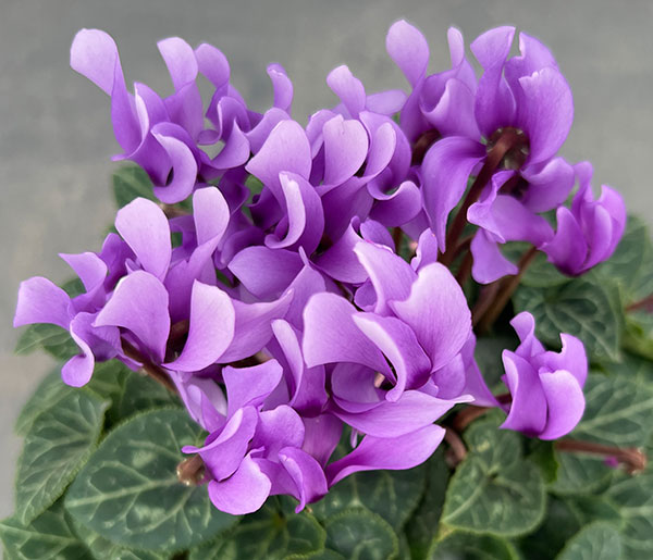 シクラメン:ドラゴン ライトブルー4号鉢植え