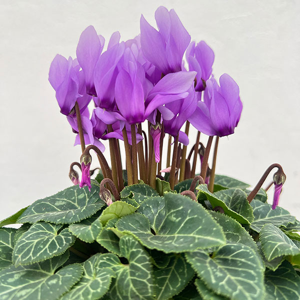 園芸ネット本店｜シクラメン：ドラゴン ライトブルー4号鉢植え の通販