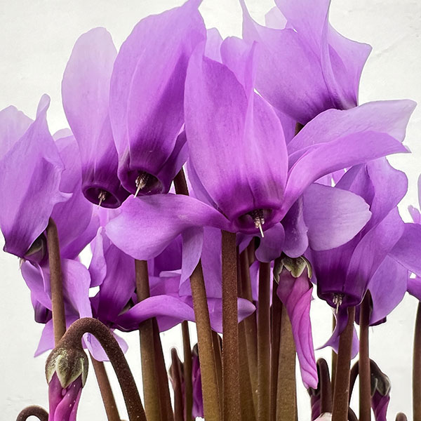 シクラメン:ドラゴン ライトブルー4号鉢植え