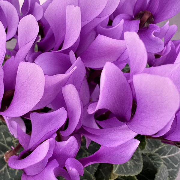 シクラメン:ドラゴン ライトブルー4号鉢植え