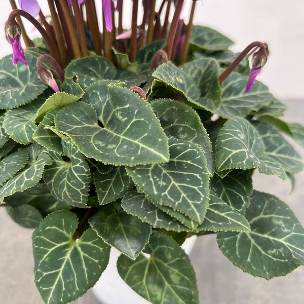 シクラメン:ドラゴン ライトブルー4号鉢植え