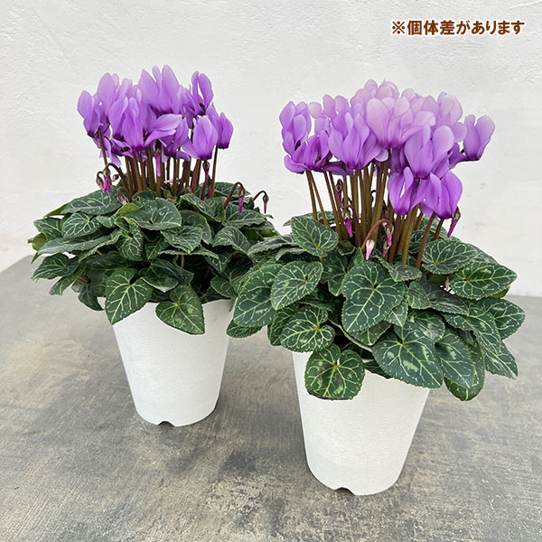 シクラメン:ドラゴン ライトブルー4号鉢植え