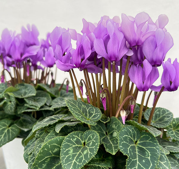 シクラメン:ドラゴン ライトブルー4号鉢植え