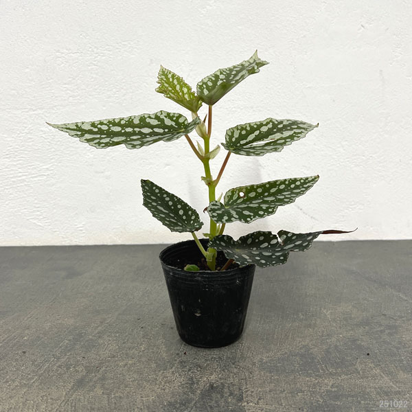 ベゴニア:スポットライトグリーン 2.5号ポット