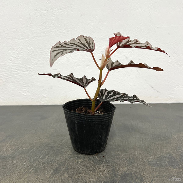 ベゴニア:スポットライトダーク 2.5号ポット