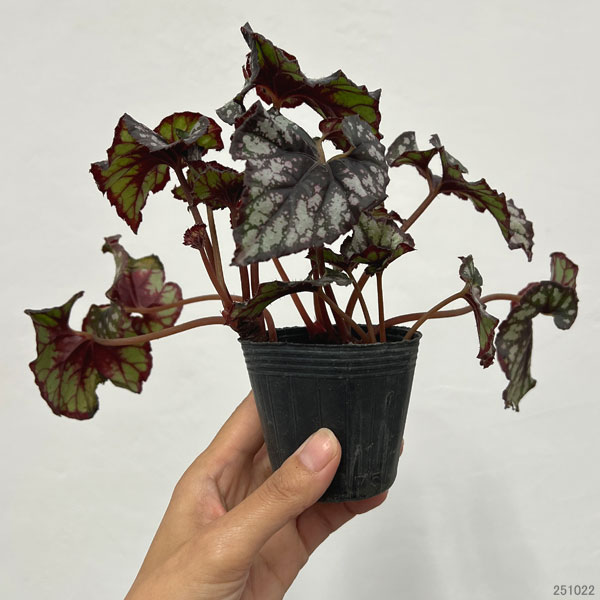 レックスベゴニア：クンビア2.5号ポット