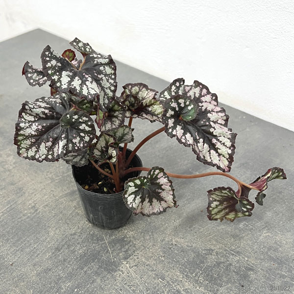 レックスベゴニア：クンビア2.5号ポット