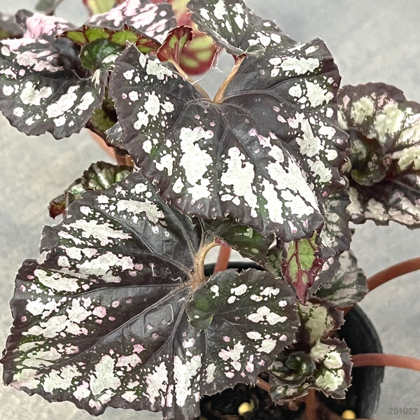 レックスベゴニア：クンビア2.5号ポット