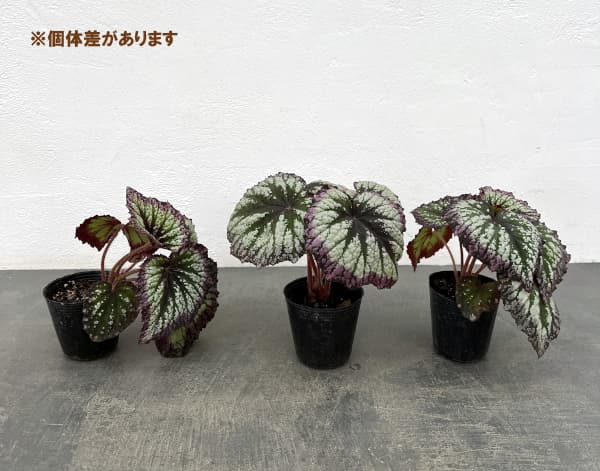 レックスベゴニア:ファイヤーワークス2.5号ポット