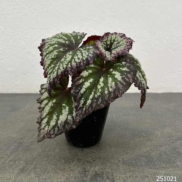 レックスベゴニア:ファイヤーワークス2.5号ポット