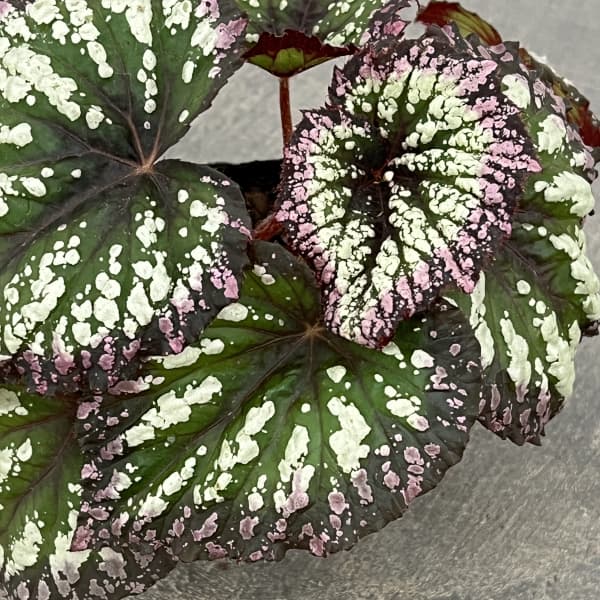 レックスベゴニア:ファイヤーワークス2.5号ポット