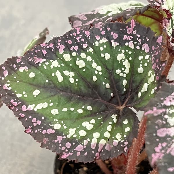 レックスベゴニア:ファイヤーワークス2.5号ポット