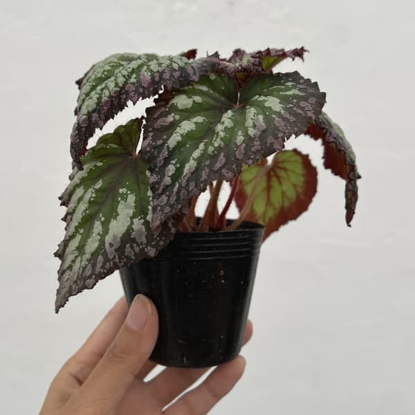 レックスベゴニア:ファイヤーワークス2.5号ポット